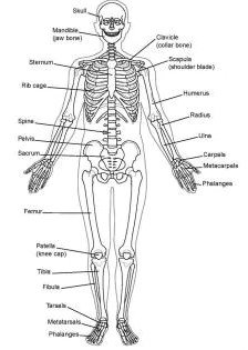 1.SKELETAL-SYSTEM(BONES,JOINTS) Comprising the axial skeleton (including the bones of the head, vertebral column, ribs, and sternum) and the appendicular skeleton (bones offline extremities).