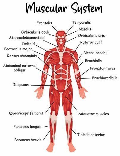 The human body moves because of the complex network of tissues that make up the muscular system. It is made up of three primary muscle types: cardiac, which is only present in the heart and pumps blood throughout the body; skeletal, which attaches to bones and allows voluntary movements; and smooth, which regulates involuntary activities within organs and veins. This system is essential for posture, circulation, and heat production in addition to allowing movement and stability. Gaining an understanding of the muscular system is crucial to understanding how the body functions and reacts to different physical situations and activities.