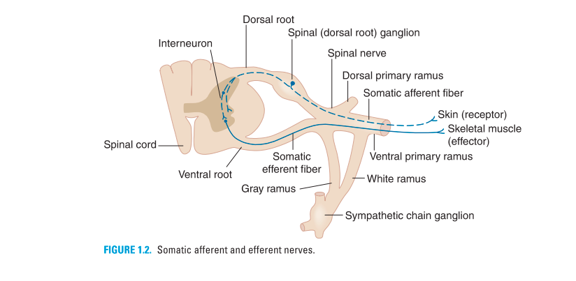 NERVOUS SYSTEM