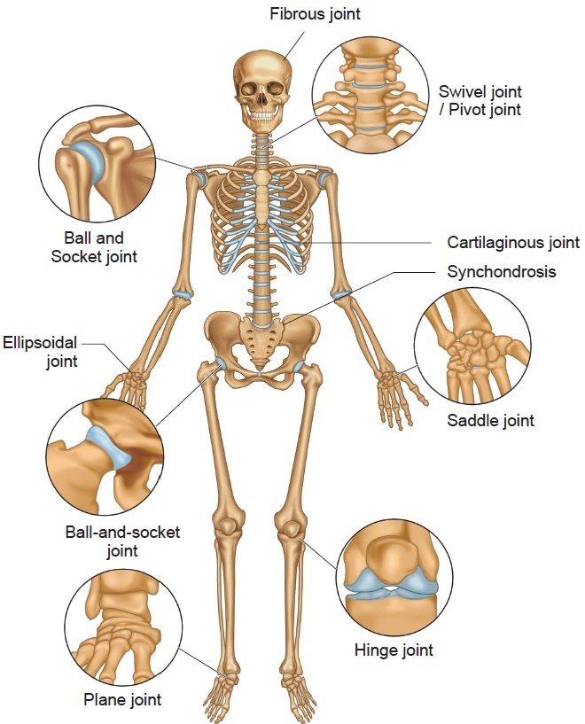 IN 1.SKELETAL-SYSTEM(BONES,JOINTS) Joints are the junctions where bones come together. They can be fibrous, cartilaginous, or synovial. Fibrous joints have no joint cavities and allow little movement. Examples include sutures and syndesmosis. Cartilaginous joints are united by cartilage and also have no joint cavity. They can be primary, allowing little movement but permitting growth in childhood, or secondary, allowing slight movement. Synovial joints are found between separate skeletal elements and allow certain degrees of movement. They have a joint cavity, articular cartilage, synovial membrane, and articular capsule.