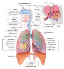 Organ Systems