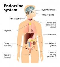  ORGAN SYSTEMS