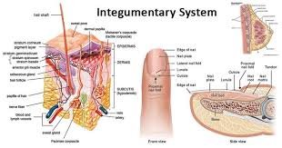 ORGAN SYSTEMS