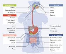 Organ Systems