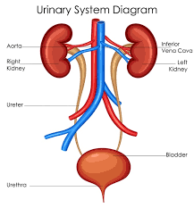 Organ Systems