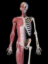 skeletal system